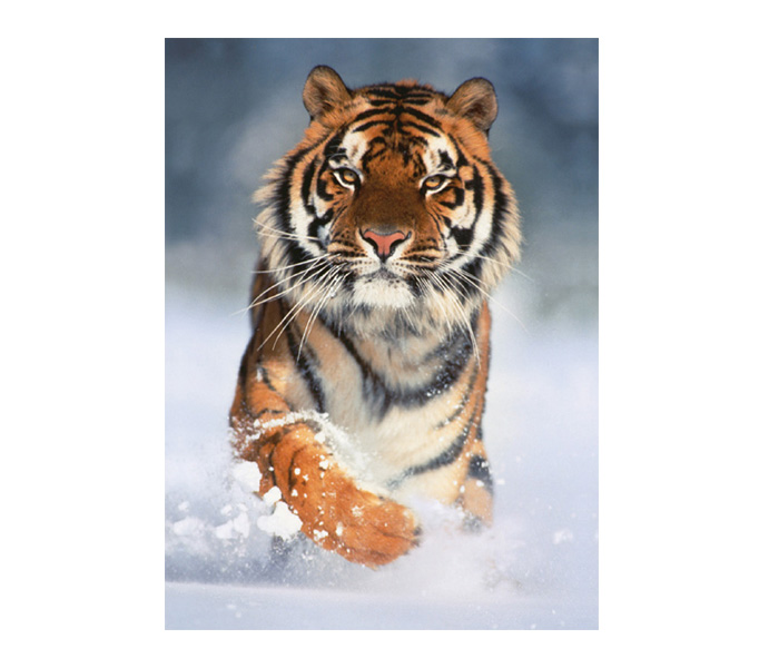 Clementoni 08004 High Quality Collection Animals Adult Puzzle - 3 x 1000 Pieces - Zoom Image 2