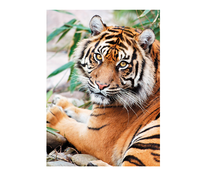 Clementoni 39295 High Quality Collection Sumatran Tiger Adult Puzzle - 1000 Pieces - Zoom Image 1