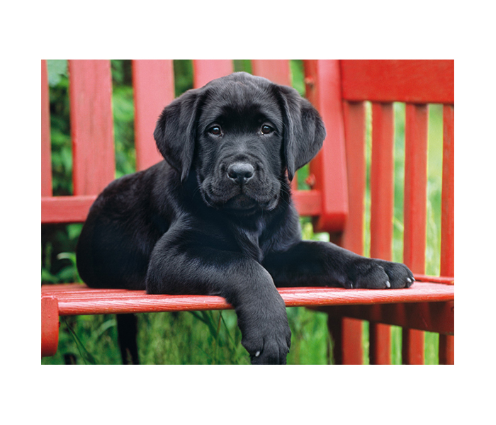 Clementoni 30346 High Quality Collection The Black Dog Adult Puzzle - 500 Pieces - Zoom Image 1