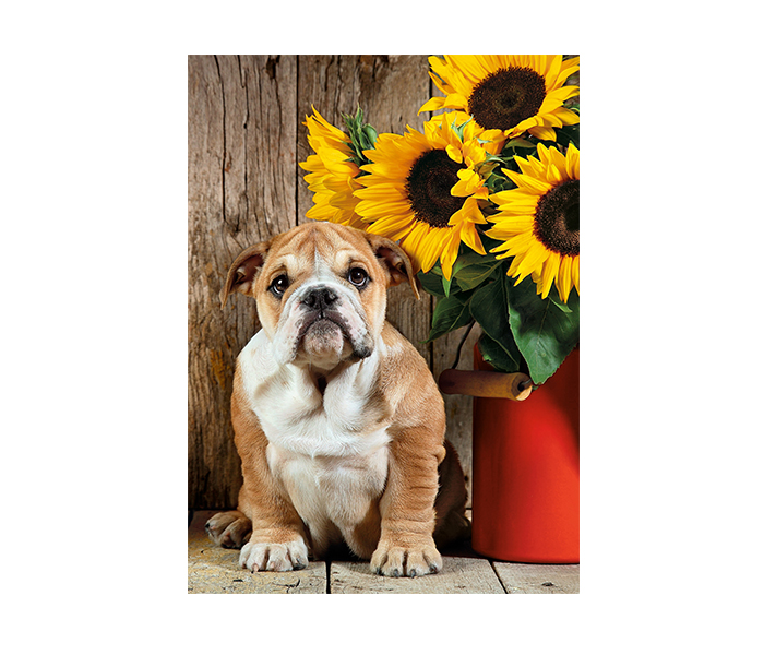 Clementoni 39365 High Quality Collection The Bulldog Adult Puzzle - 1000 Pieces - Zoom Image 1