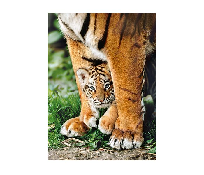 Clementoni 35046 Bengal Tiger Cub Between its Mother's Legs Adult Puzzle - 500 Pieces - Zoom Image 1