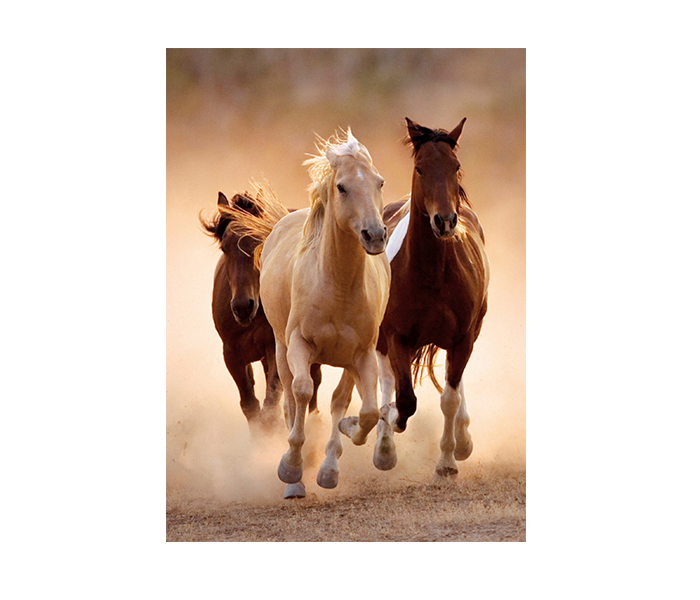 Clementoni 39168 High Quality Collection Running Horses Adult Puzzle - 1000 Pieces - Zoom Image 1