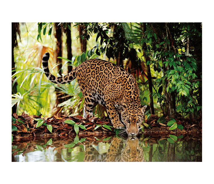 Clementoni 32537 High Quality Collection Leopard Adult Puzzle - 2000 Pieces - Zoom Image 1